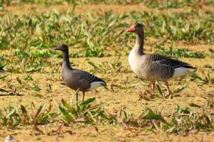 Barnacla carinegra, Branta bernicla. Brent goose.